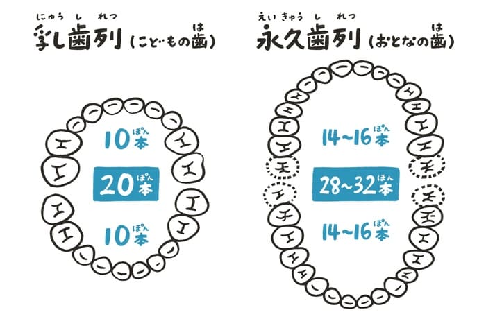 乳歯列(こどもの歯・全20本)と永久歯列(おとなの歯・全28〜32本)の本数の違いを表したイラスト図解
