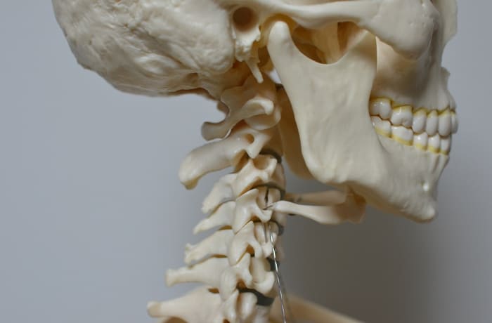 ヒトの頭蓋骨模型を横から見た写真。奥にある臼歯や噛み合わせ、顎の骨、頸椎の構造