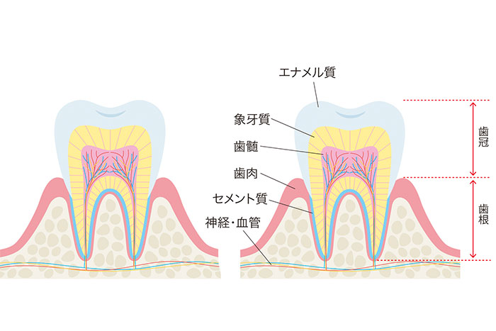 歯の内部組織を表したイラスト