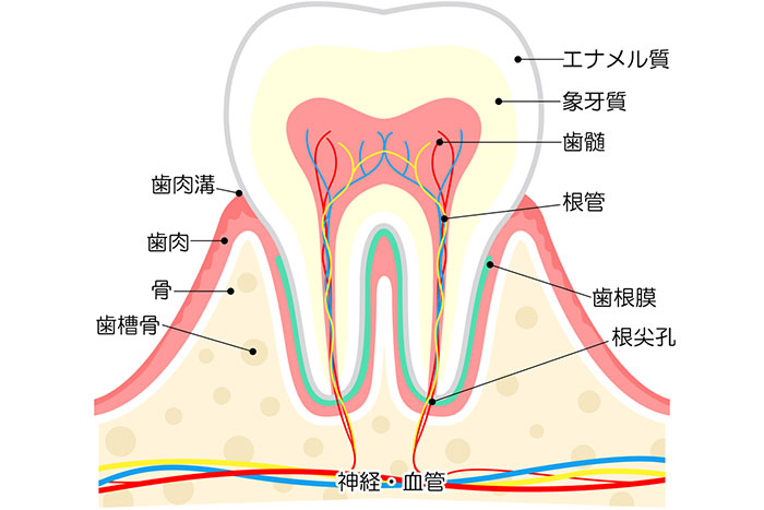 歯の構造のイラスト