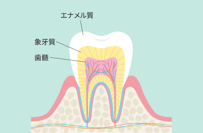 歯の構造