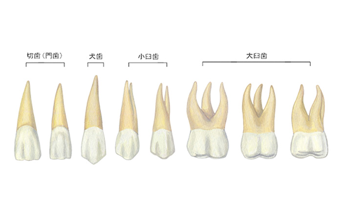 歯のイラスト