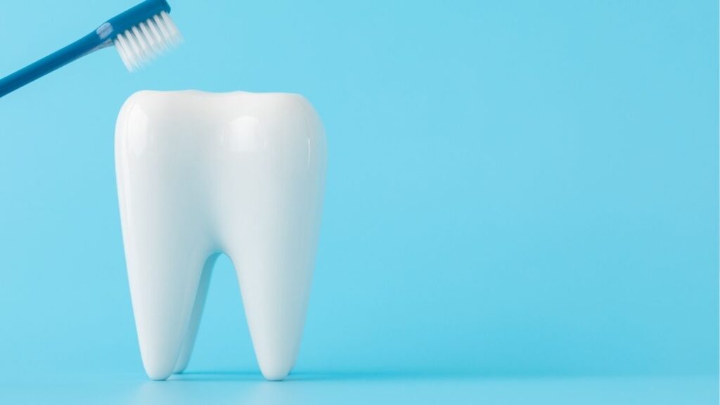 歯科模型と歯ブラシ